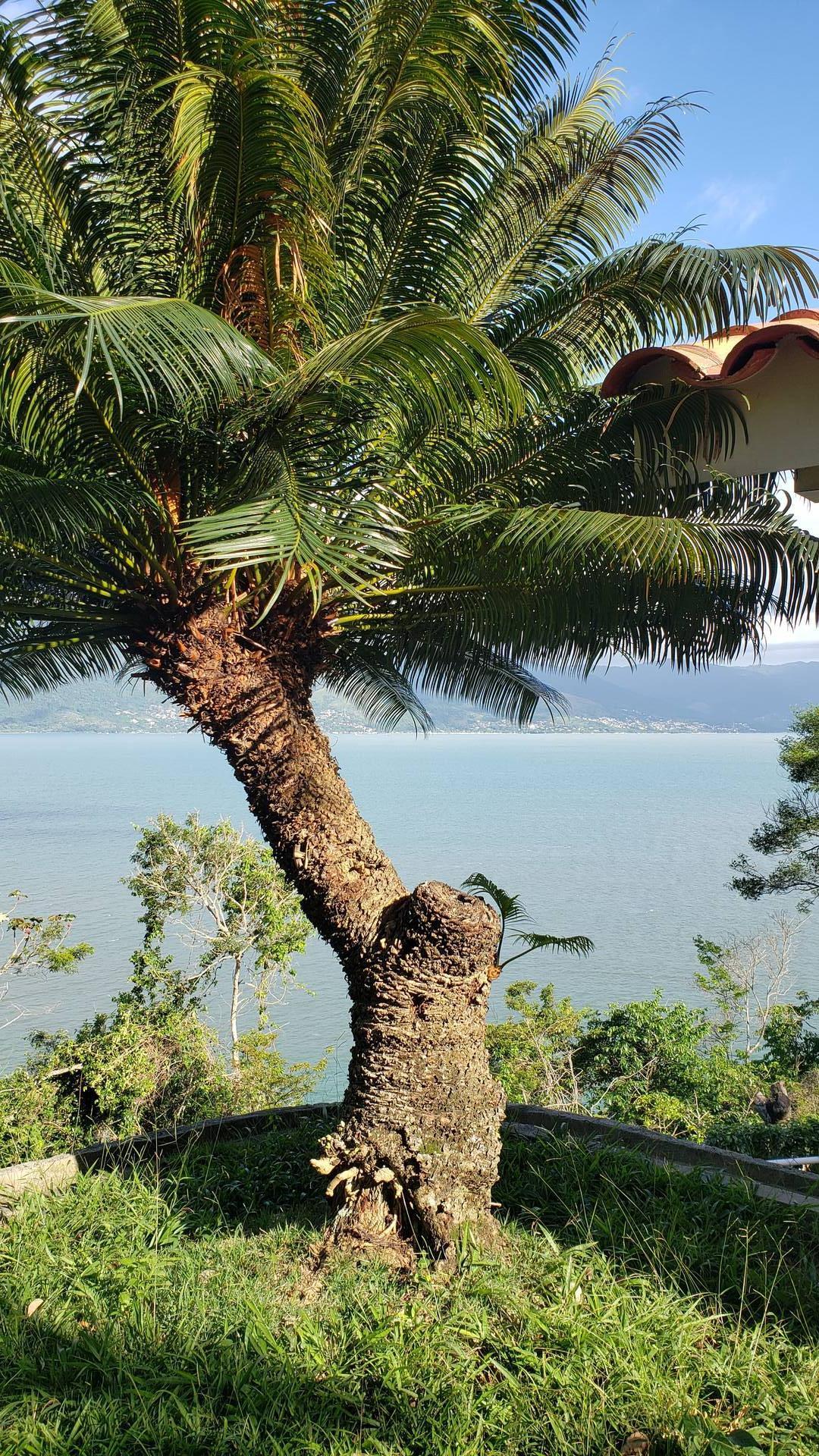 Casa, 4 quartos, 500 m² - Foto 47